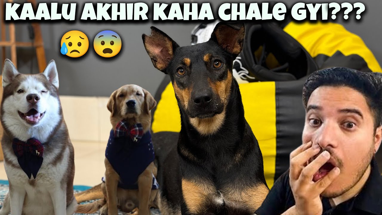 kaalu kaha chale gyi ??? 🥺🥺@THE HIMALAYAN HUSKY
