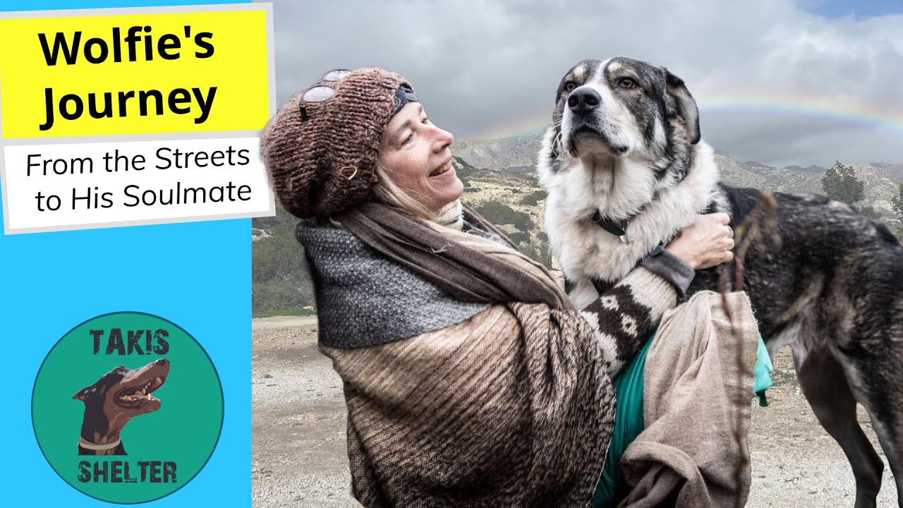 Wolfie's Journey: From Stray to Soul Mate - Takis Shelter