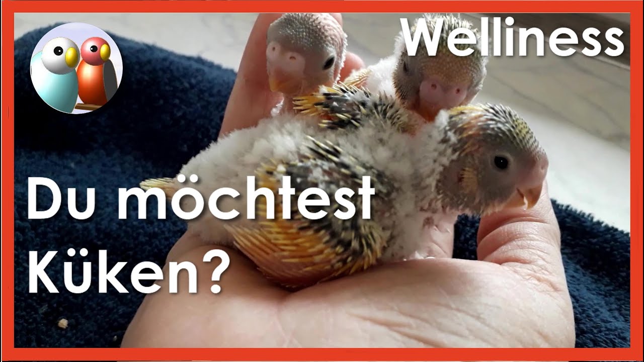 Wellensittiche erfolgreich züchten, wie? Basiswissen, Tipps und Infos, für gesunde Küken 39/150