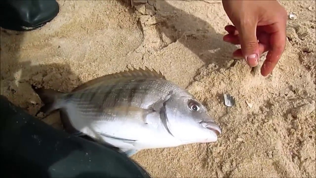 PESCA surfcasting praias do algarve