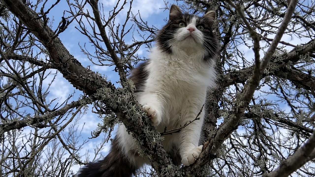 What do cats do in the backyard? 🐈🌱 Secret Garden Moments