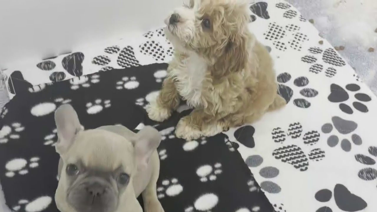 City of Pompano Beach looking to tighten regulations regarding puppy breeders and puppy mills