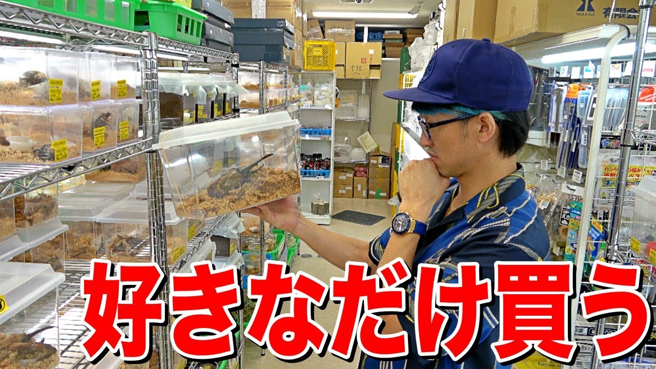 半世紀以上ムシ業界を支える昆虫ショップで爆買いした結果