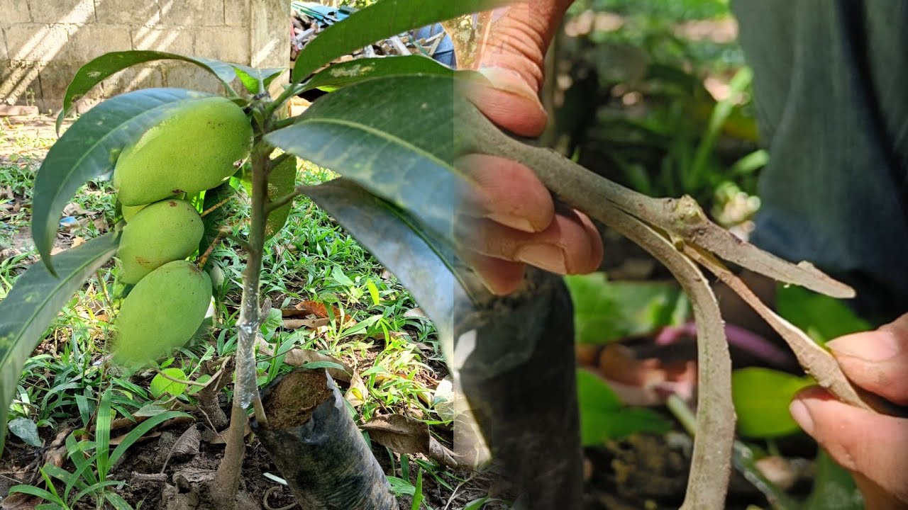 HOW TO INARCHING MANGO TREE OR ANY KIND OF FRUIT BEARING TREES? MUST HIGH PERCENTAGE SUCCESS RATE