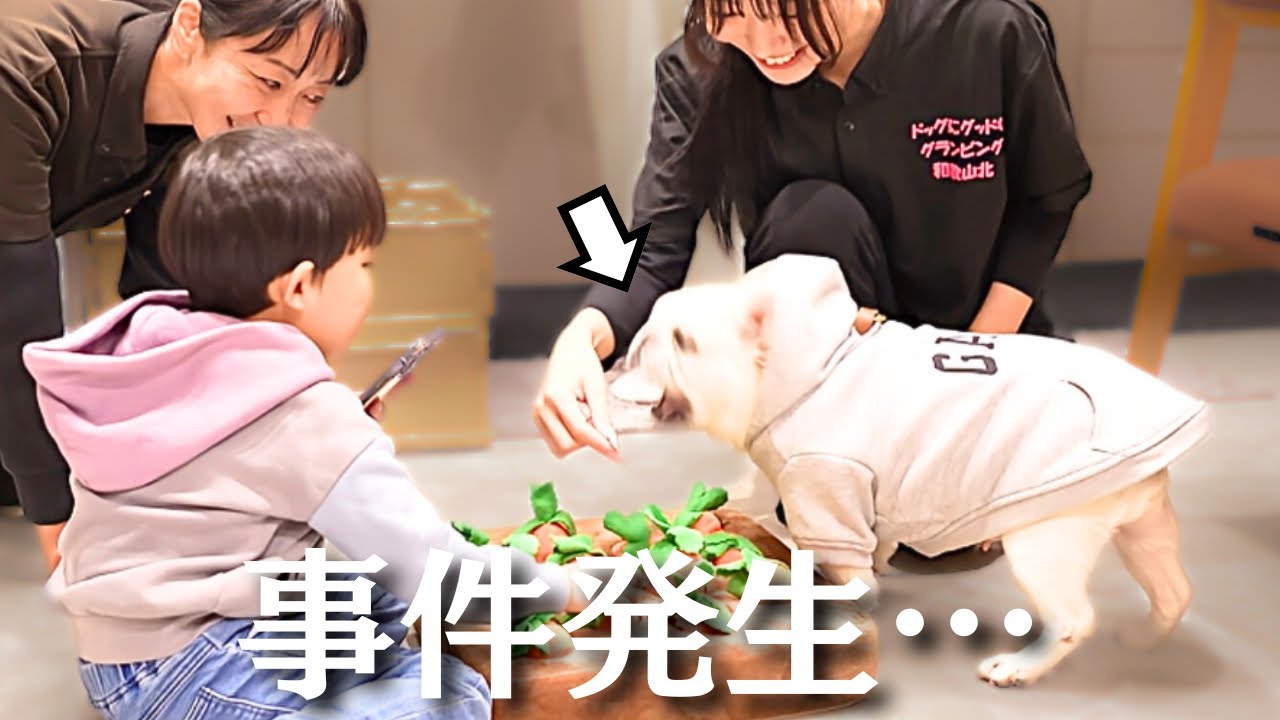 噛もうとした愛犬への宿スタッフさんの対応が神すぎました…【大阪旅行】