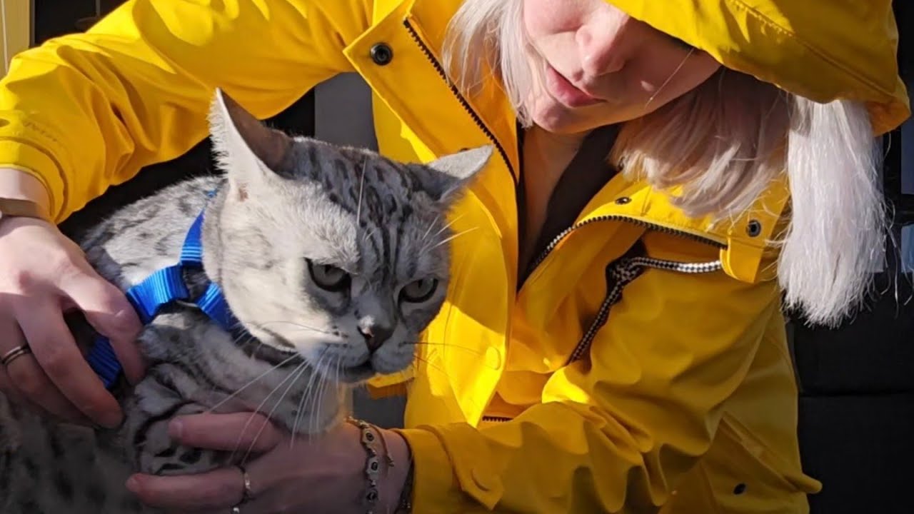 Katzen im Wohnmobil  - Cosmo bekommt Angst vor den Leuten und flieht😱