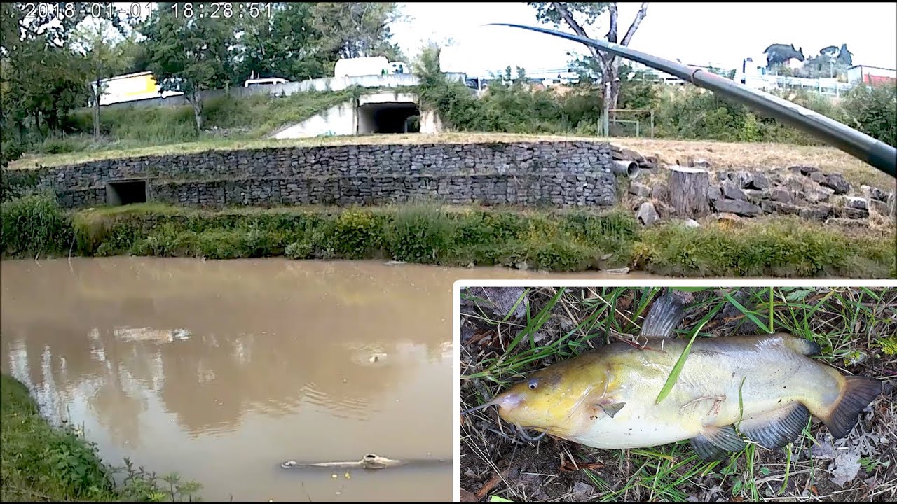 Pesce gatto nero in fiume Greve - Pesca bolognese