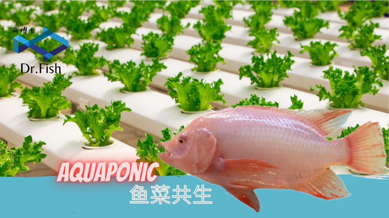 鱼菜共生 | Aquaponic | 养鱼技术