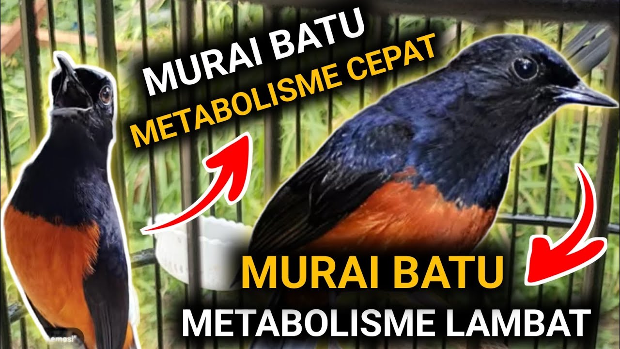 PAHAMI INI !! MURAI BATU METABOLISME CEPAT MURAI BATU METABOLISME LAMBAT CARA MERAWAT MURAI BATU