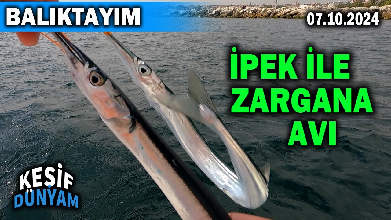 İpek ile Zargana Avı | İstanbul Ekim 2024 | Zargana Avı Nasıl Yapılır? | Yeşilköy | BALIKTAYIM