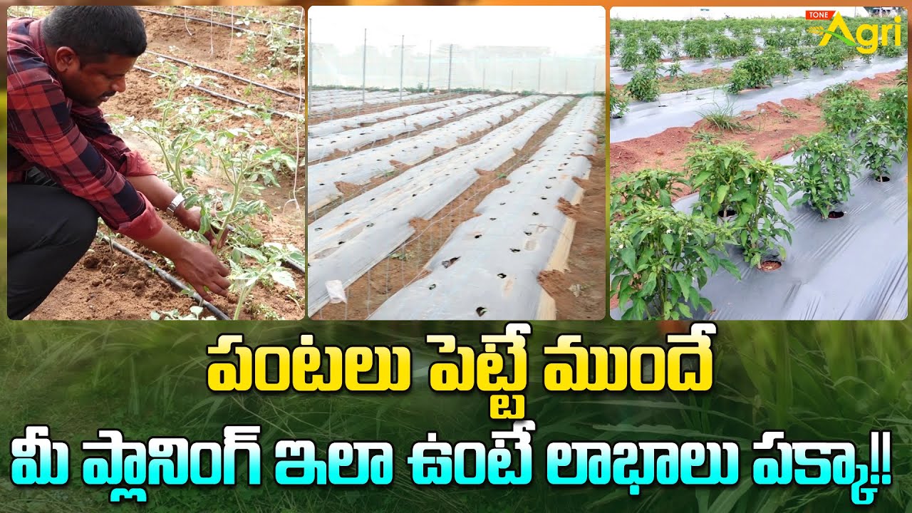 Tomato Farming in Polyhouse | పంటలు పెట్టే ముందే.. మీ ప్లానింగ్ ఇలా ఉంటే లాభాలు పక్కా..!! Tone Agri