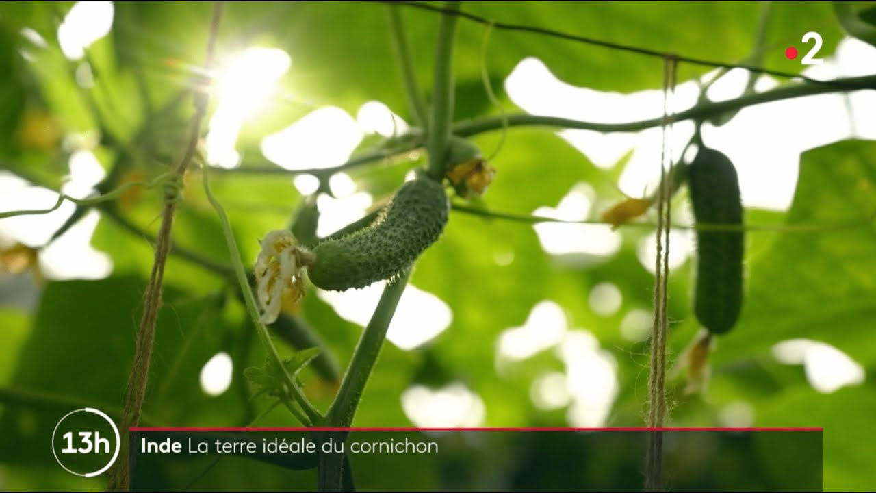 L'Inde, la terre idéale du cornichon