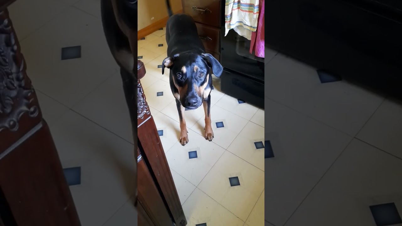 cute puppy with an attitude 