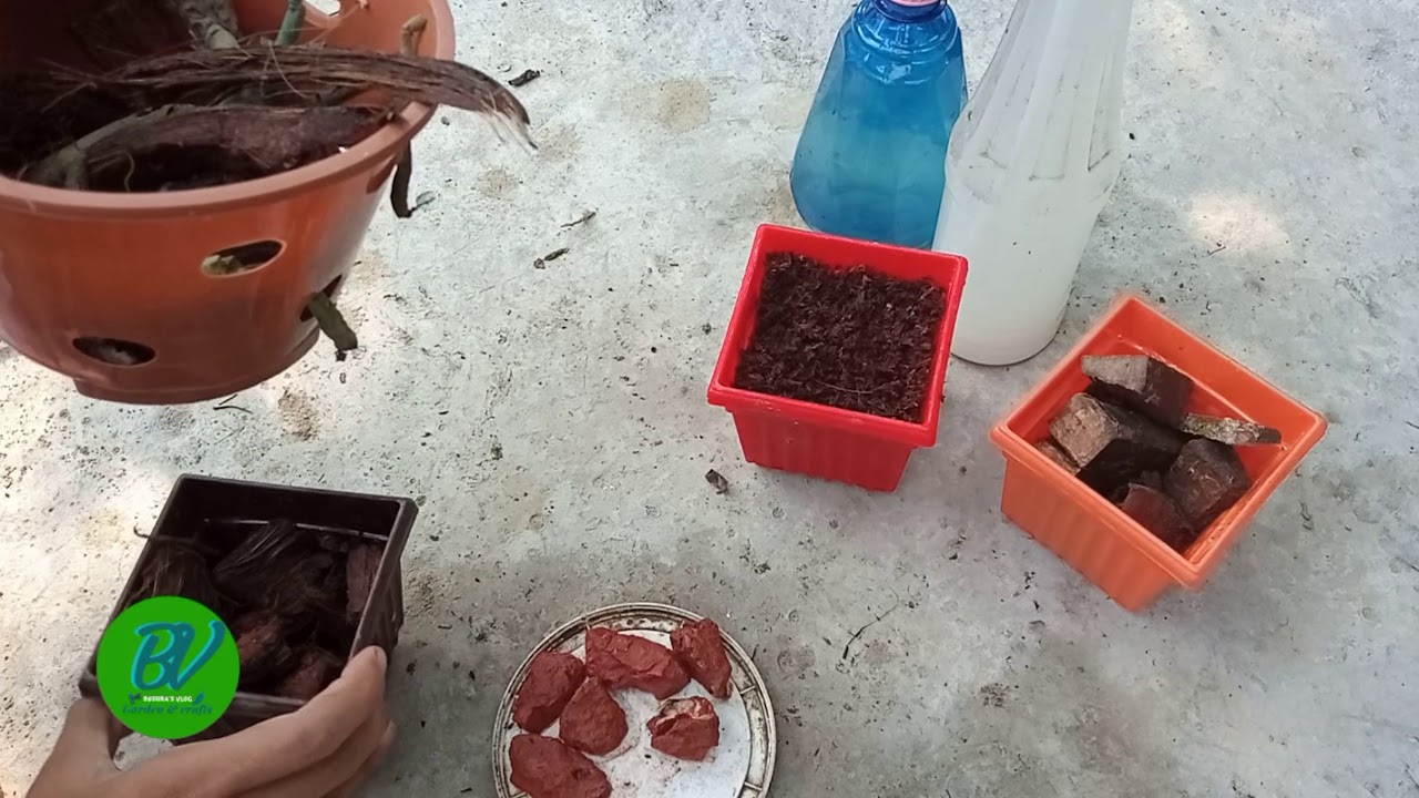 Foxtail orchid potting | ফক্সটেইল অর্কিড পটিং কিভাবে করতে হয়? | লোকাল অর্কিড | দেশি অর্কিড