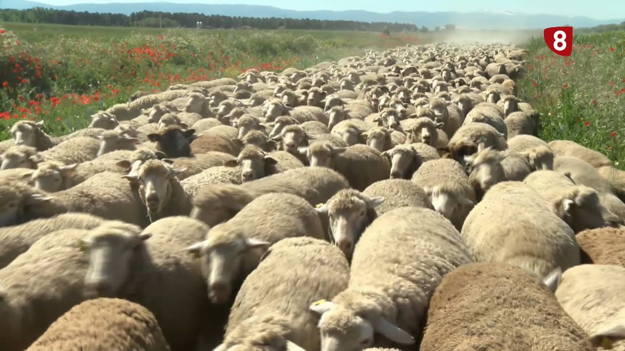 Feria de la Trashumancia de Aguilafuente 2025