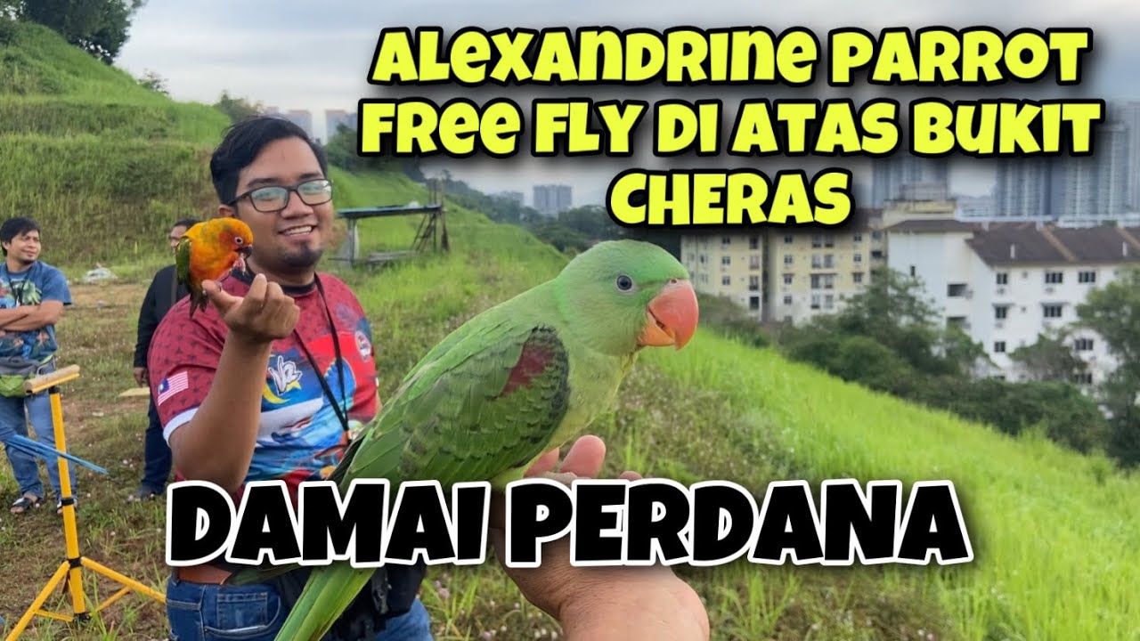 Free fly alexandrine parrot,sun conure,macaw dan macam2 lagi jenis burung di DAMAI PERDANA CHERAS