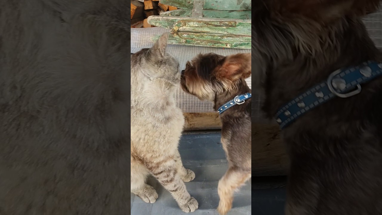 Pupper does catto a lick