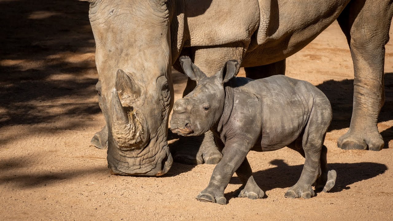 El “bebé rinoceronte” comienza a reconocer la sabana y BIOPARC Valencia invita a elegir su nombre 🦏