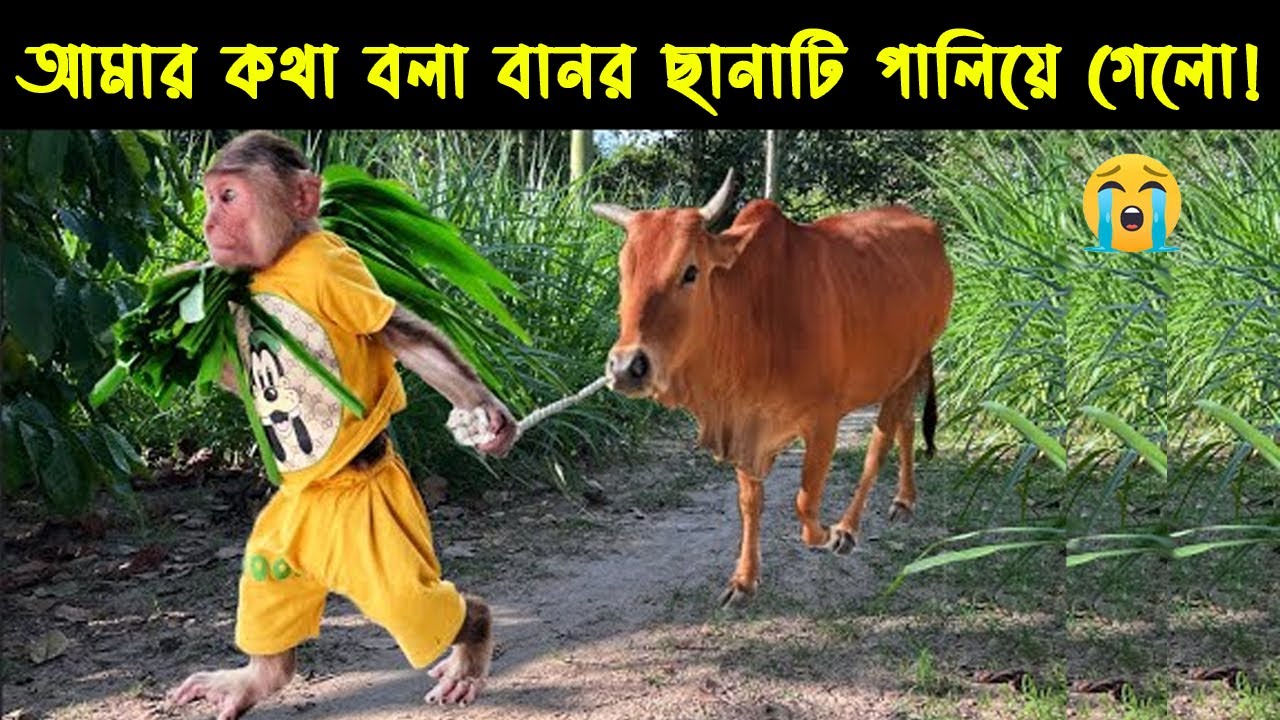 ওদের বন্ধুত্ব দেখলে কেঁদে ফেলবেন আপনেও । Is he a Robot Monkey ? | মায়াজাল | নিশ্চুপ রহস্য | পর্ব:০৩