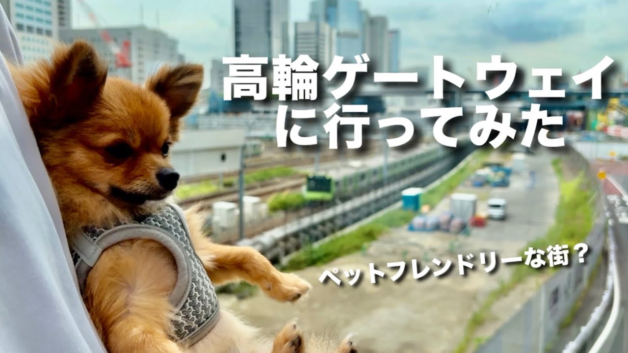 0歳ポメチワが高輪ゲートウェイシティに初上陸！
