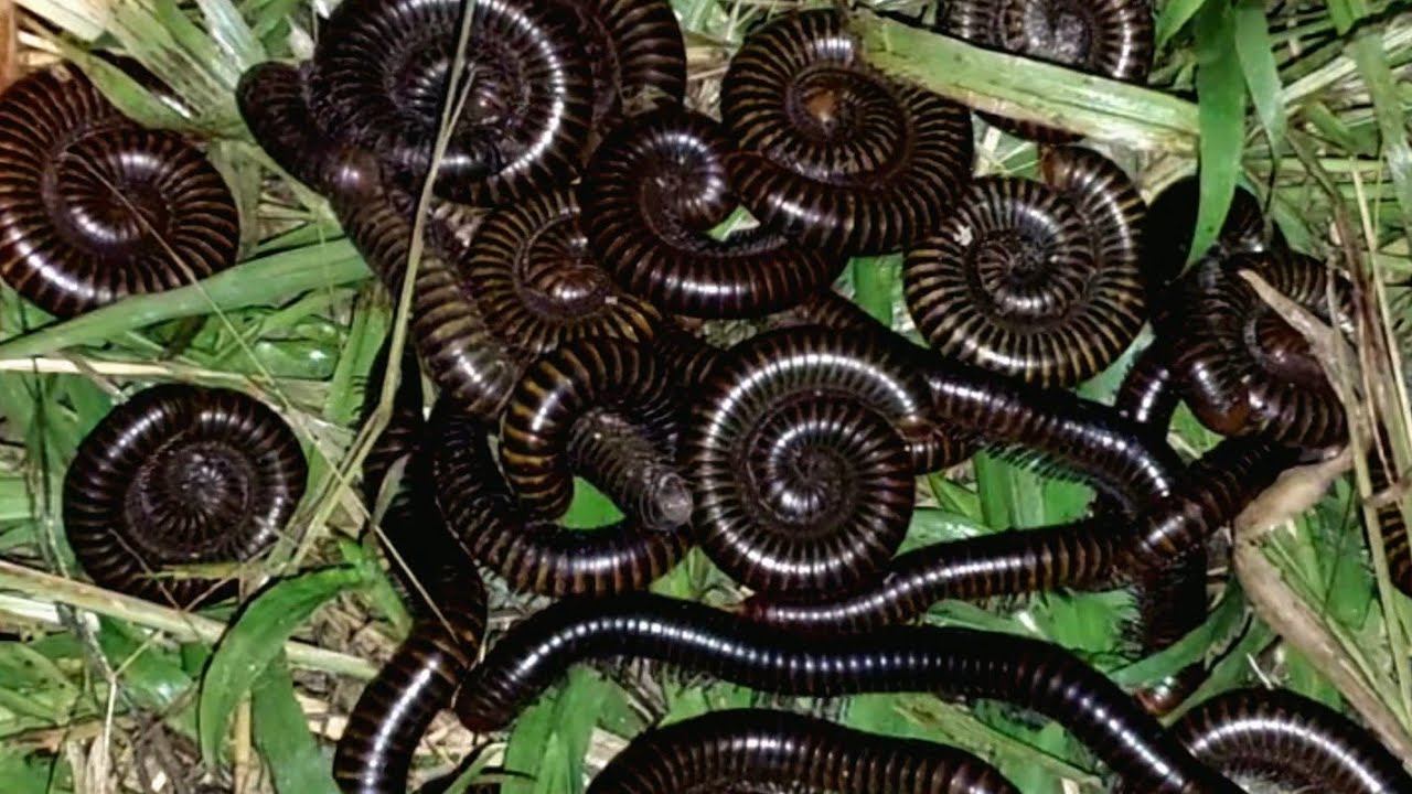 At night the millipedes come out to find food and water#millipedes#