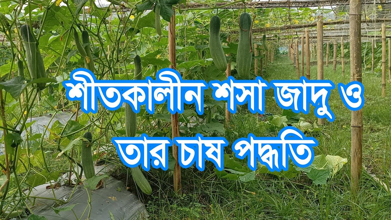 শীতকালীন শসা জাদু ও তার চাষ পদ্ধতি