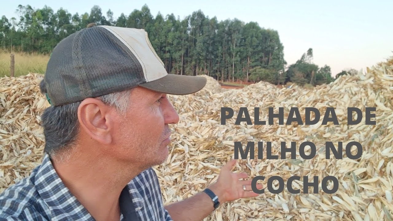 TRATANDO O GADO COM RESIDUO DE PALHA DE MILHO