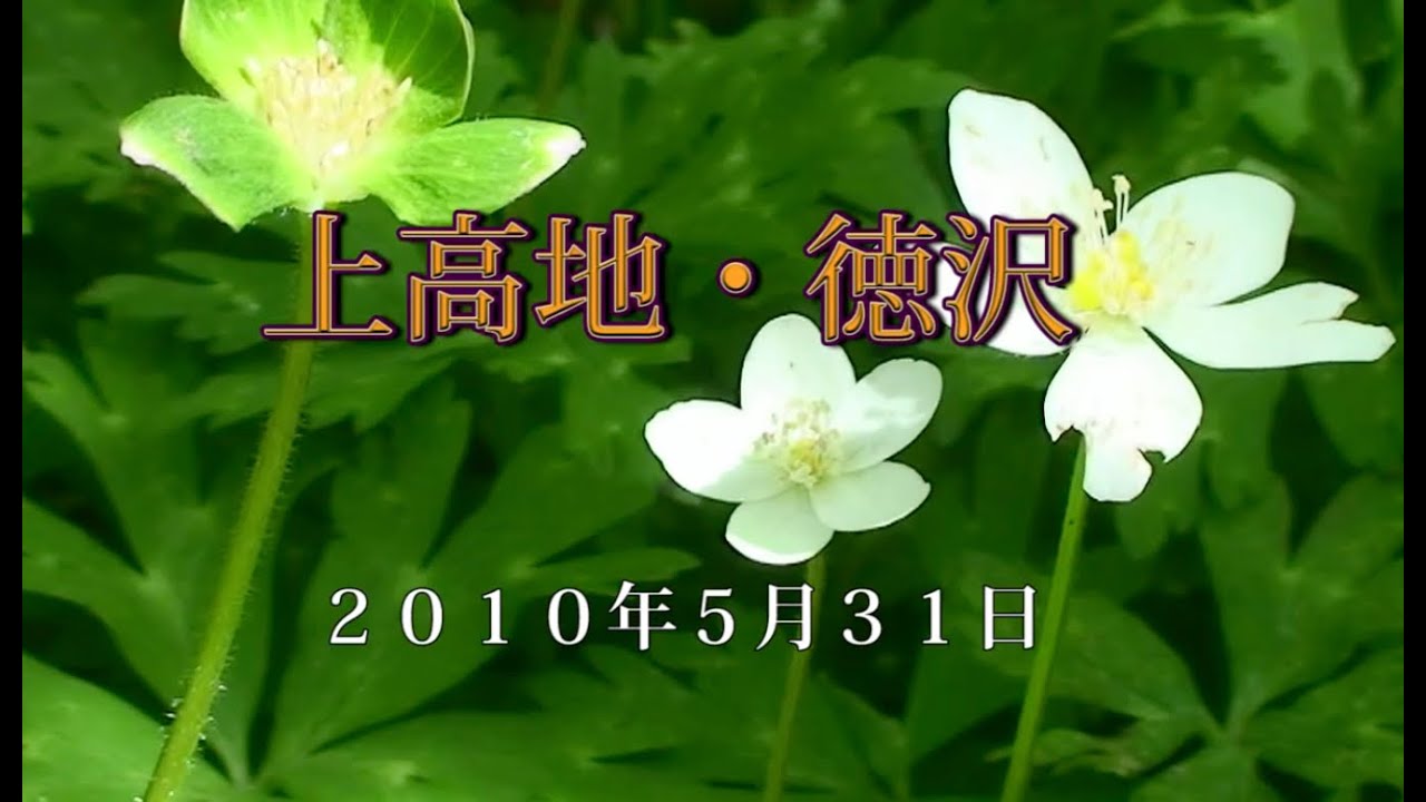153 北アルプス上高地5月 2010年5月31日徳沢みどりニリンソウ - 生物多様性体験保全センター 高山植物を主とした野生植物の映像集