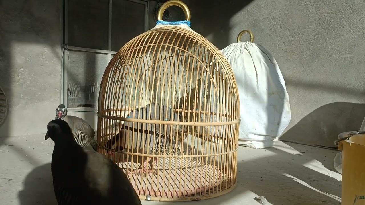 #partridge #chakor  #kiklik 