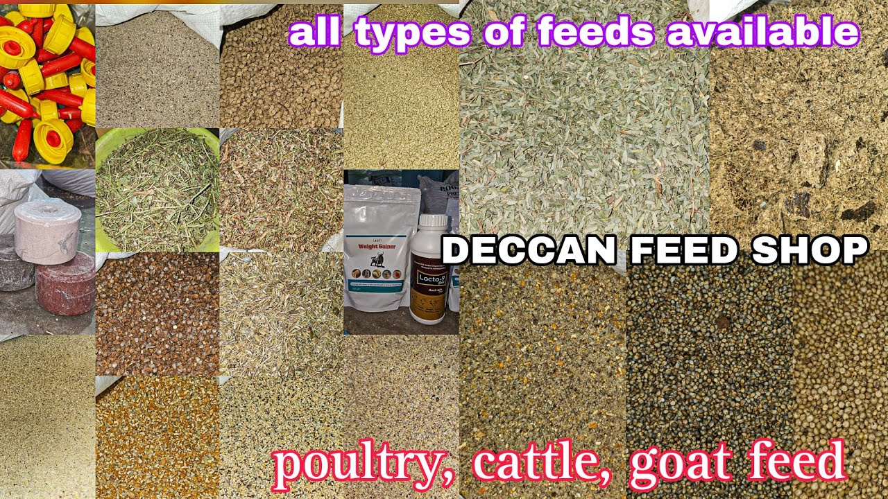 DECCAN FEED SHOP | IN HYDERABAD AT CHANCHALGUDA | CATTLE FEEDS | POULTRY FEEDS 