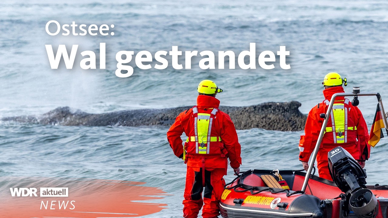 Gestrandeter Wal vor Timmendorfer Strand: Rettung k&auml;mpft gegen die Zeit | WDR aktuell