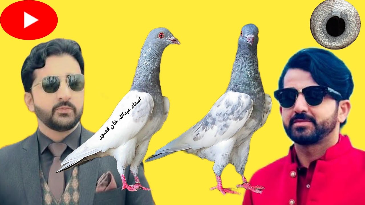 Ustad Mithu lali sab ki chat se pigeons