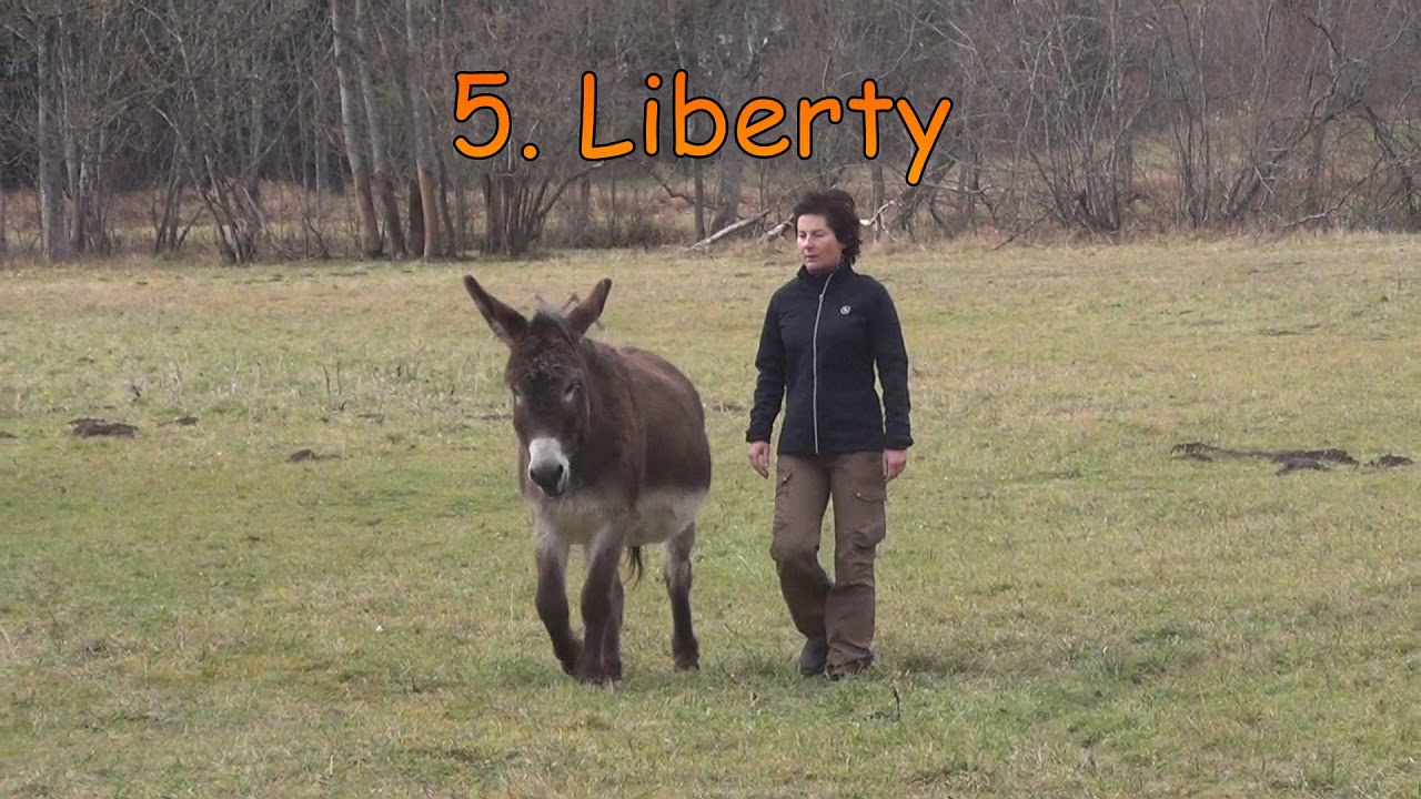 Training donkeys - groundwork, condition and muscle training tips