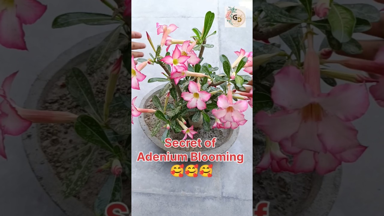 Fertilizer for Adenium flowering| #gardeningtips #gardening #garden #adenium #adeniumlover