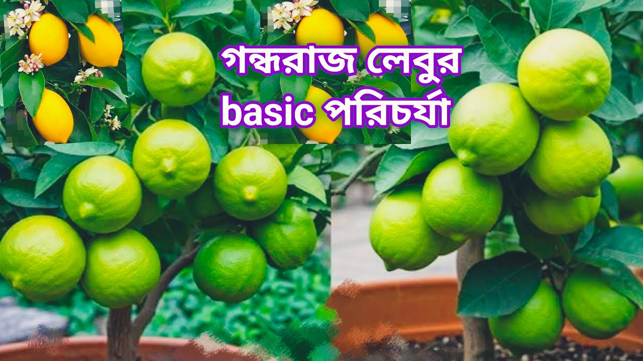 যেকোন চারা লেবু গাছ বা গুল কলমের প্রথম মাসের পরিচর্যা // First month care for any citrus plants.
