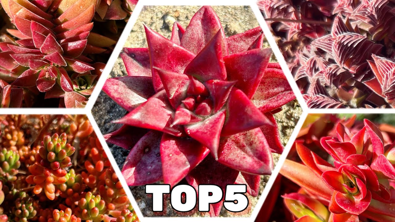 5 SUCULENTAS color ROJO intenso con sus Nombres!