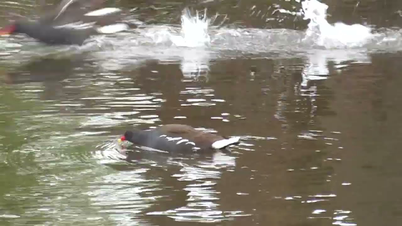 A.K.5000 Common Moorhen