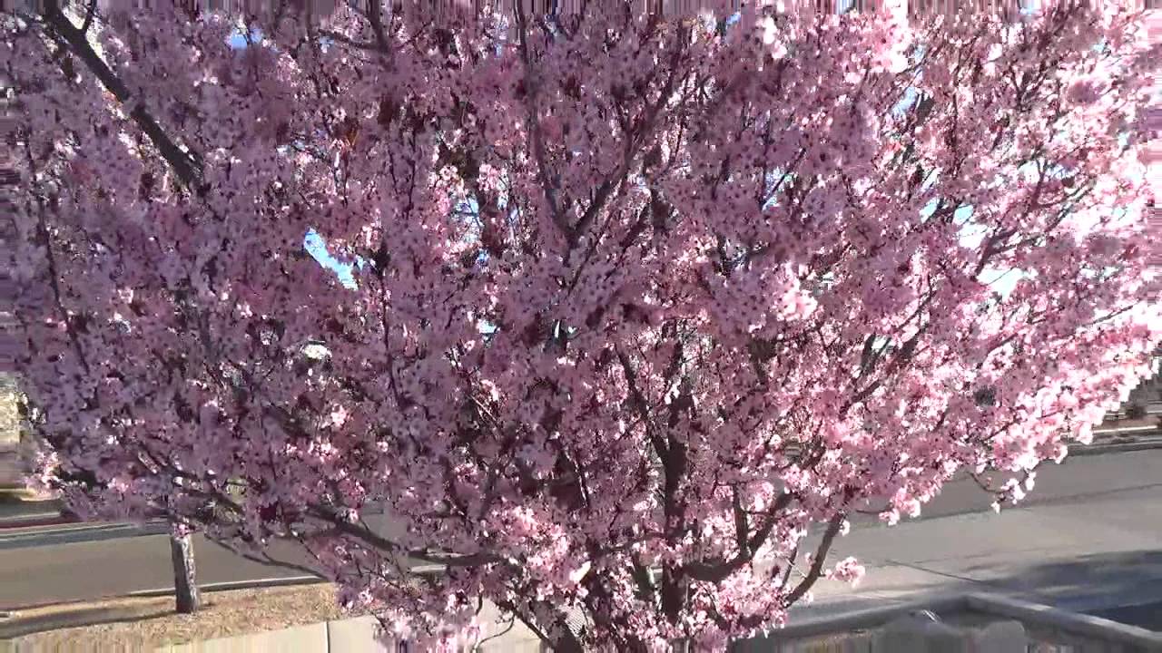 Purple Leaf Plum - plant tip in 30 sec