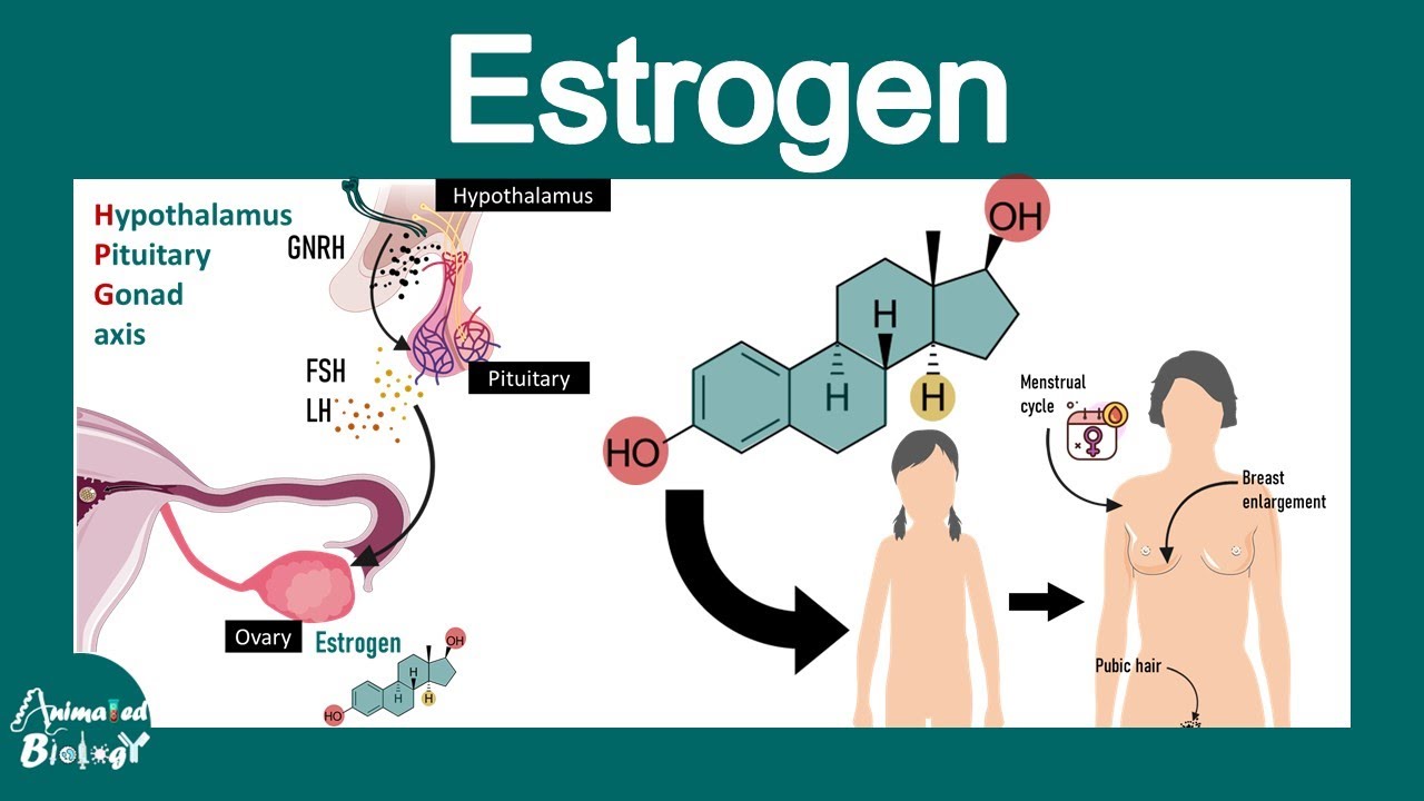 Estrogen | Estrogen and its effect on female reproductive system | molecular mechanism of action