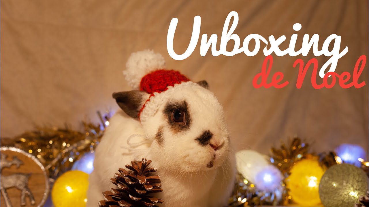 Unboxing de Noel avec les lapins , l'eden des pattounes