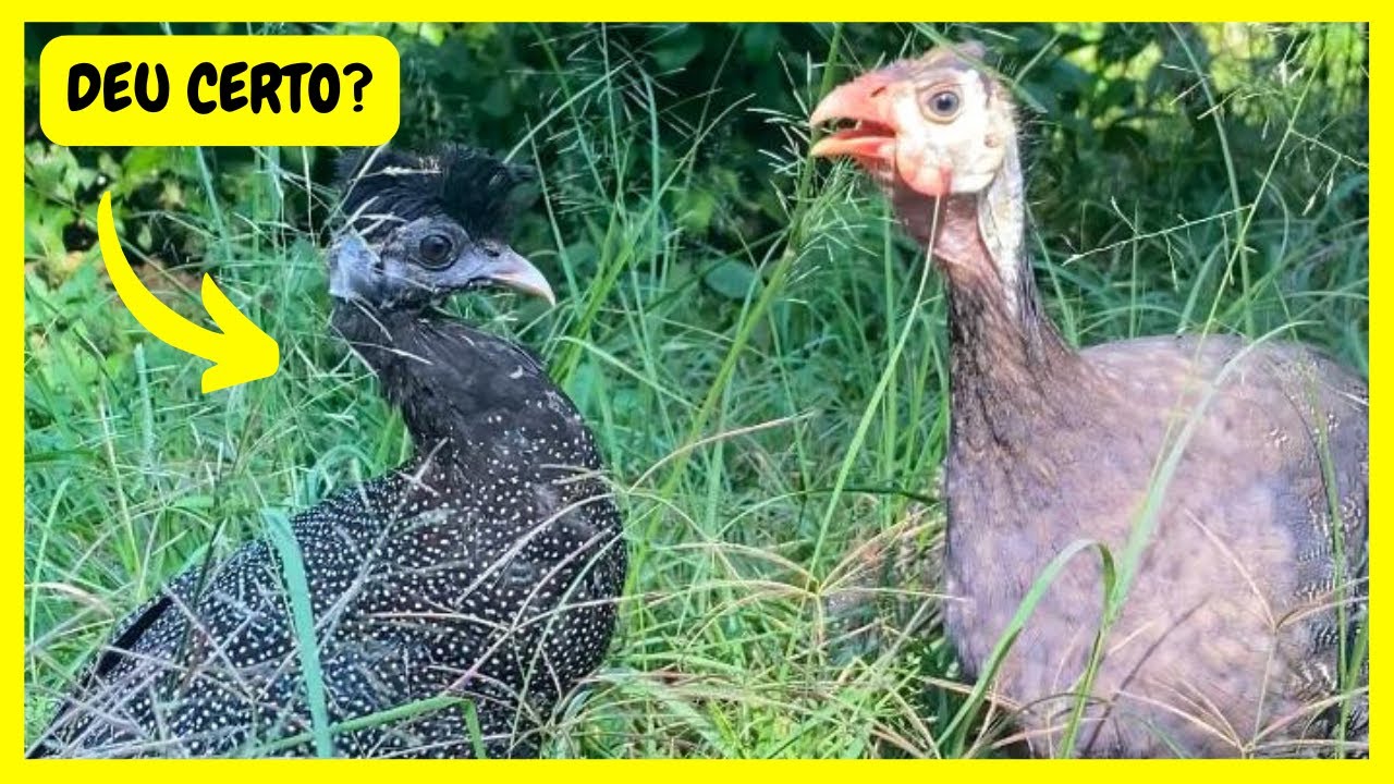 Soltei a Guttera e os Filhotes de Pavões no Quintal da Chácara | Gutejando