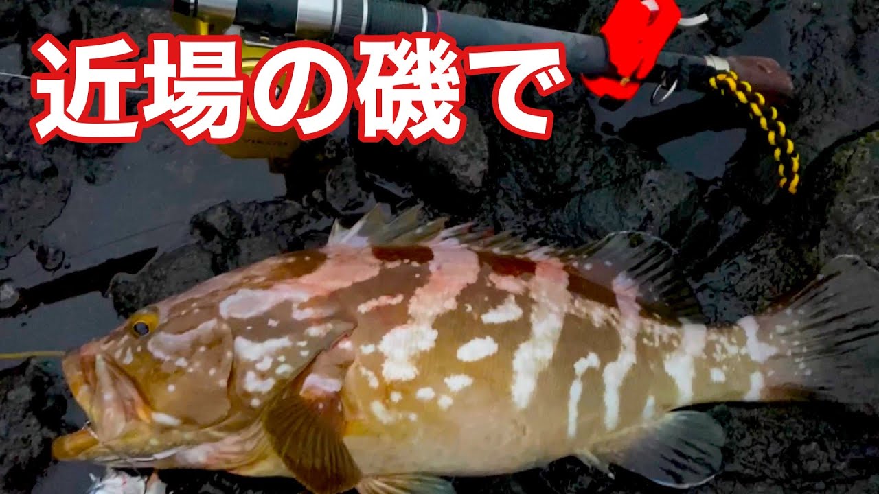 近場の磯でクエ!アラ釣り