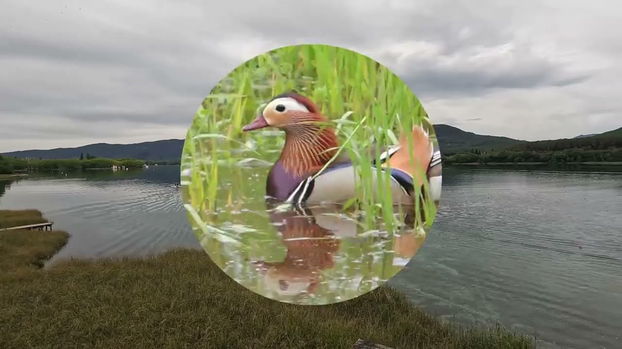 LAGO DE BA&Ntilde;OLAS Y EL PATO MANDARIN # NATURE #documentary  #fauna #nature #animals