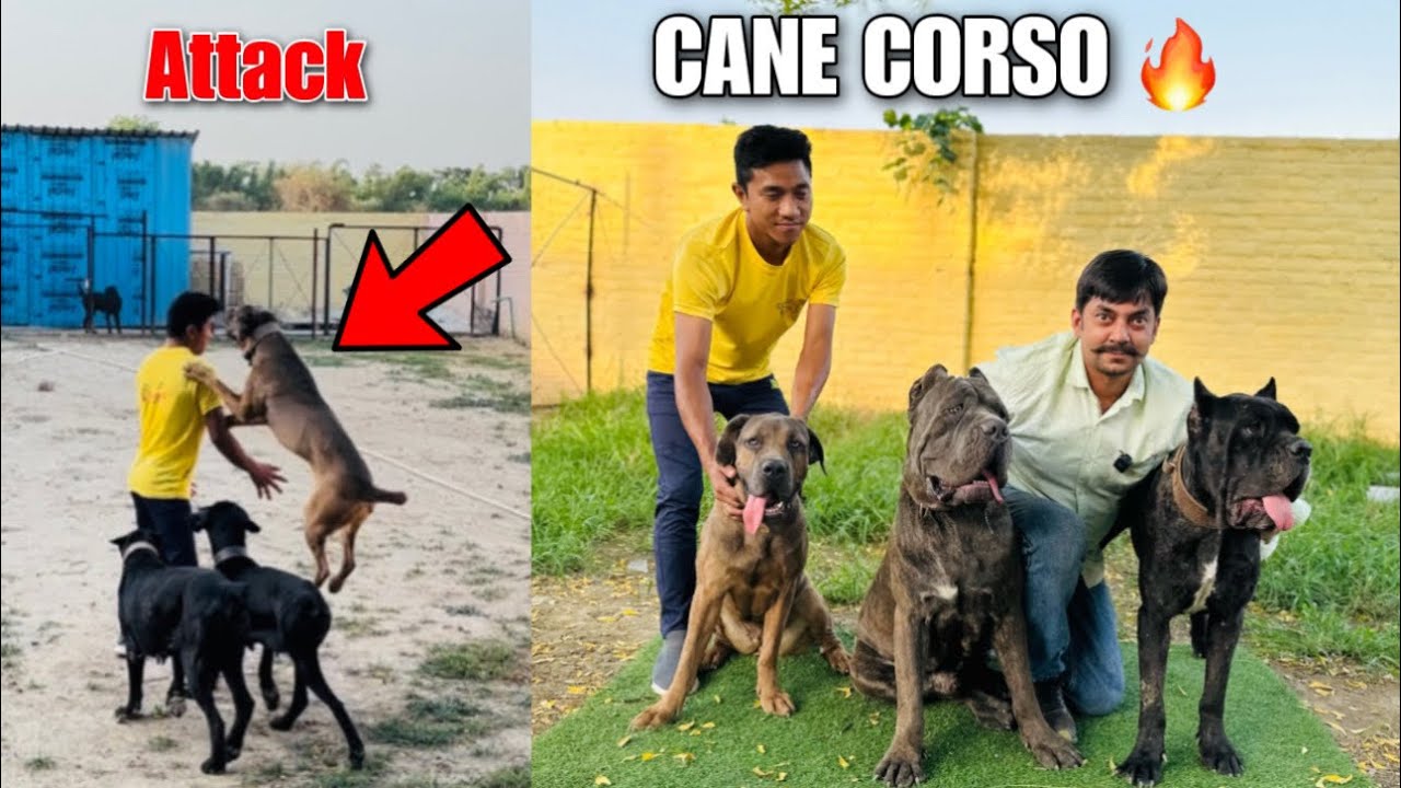 India's Best Cane Corso Kennel 🔥| Cane Corso Breed in India | Suraj Dilliwala