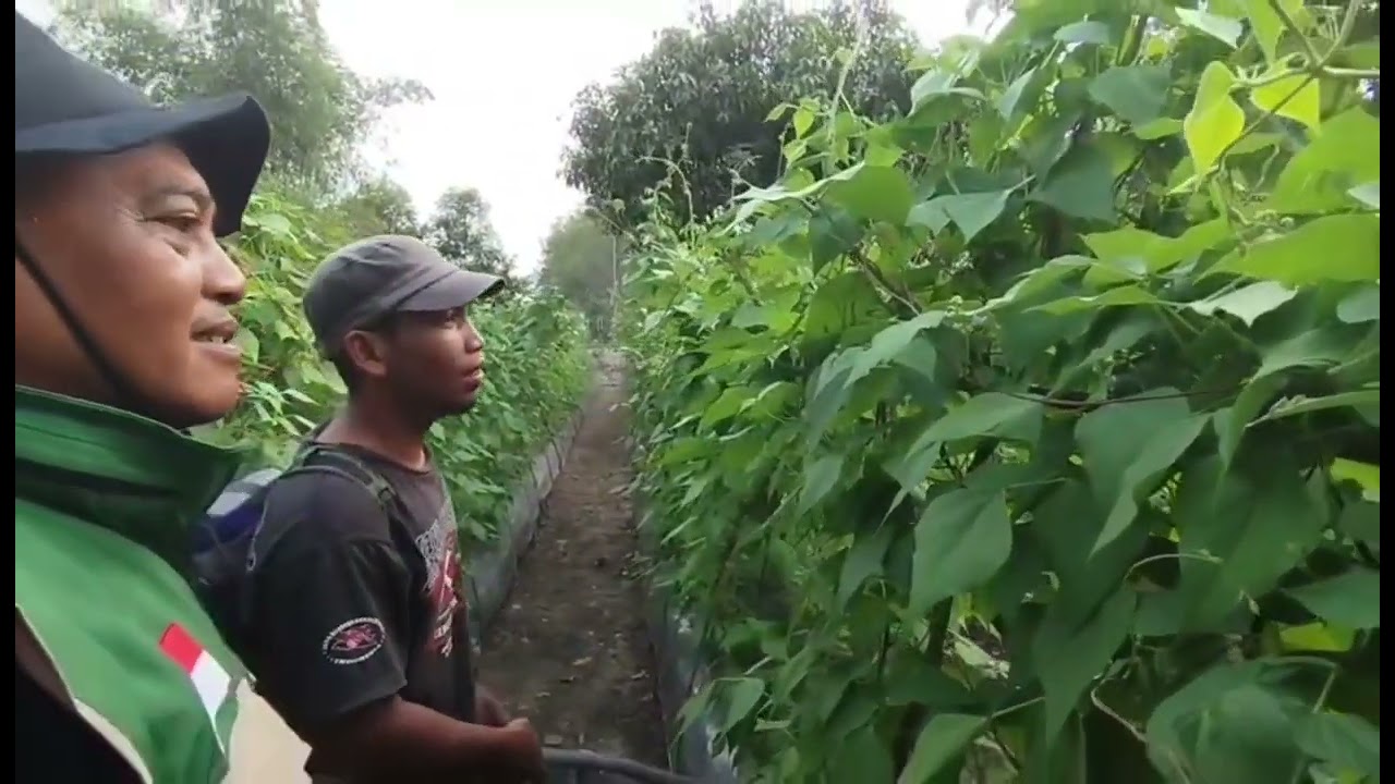 PEMELIHARAAN TANAMAN SAYURAN BUAH FASE GENERATIF 