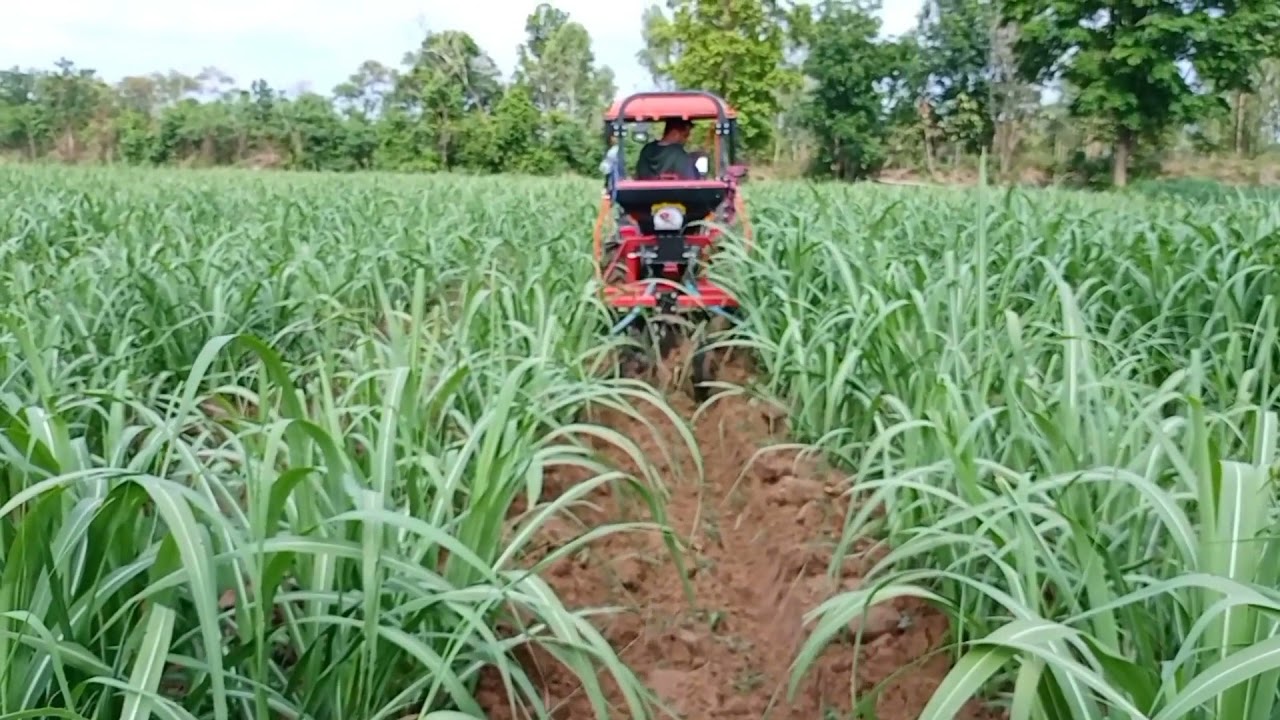 tractor ใส่ปุ๋ยอ้อยพร้อมผานสับหมดหญ้าไปด้วยในครั้งเดียว | อึ่งน้อย 100โล