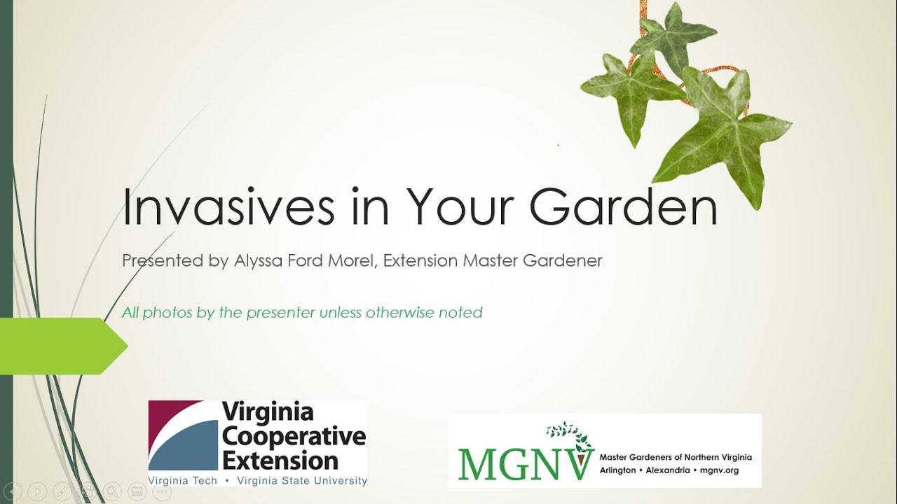 Invasives in Your Garden