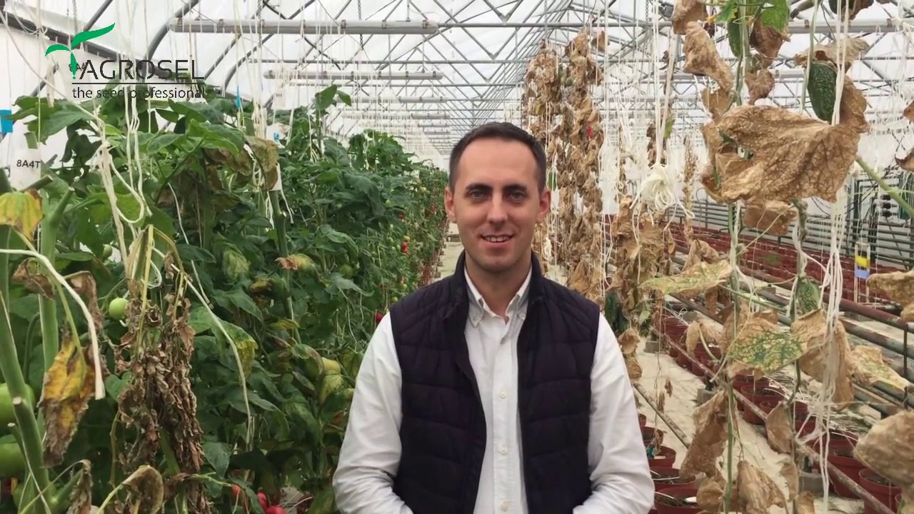 Top 3 boli la tomate,  tratamente la rosii, combaterea daunatorilor
