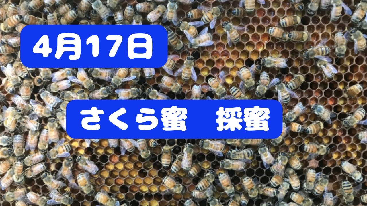 4月17日[やさしい養蜂08]  #セイヨウミツバチ　#さくら蜜　 #beekeeping