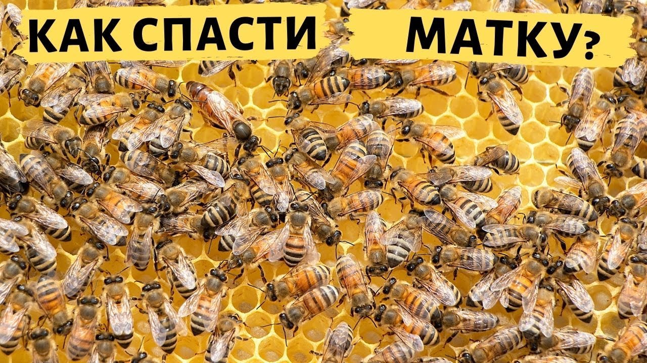 Как спасти пчелиную матку? | Ошибки начинающих пчеловодов при подсадке маток